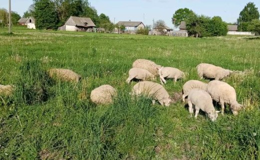 Купить баранчика в Каменце