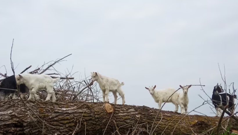 Каменец. Продам Козлят, купить козлят 